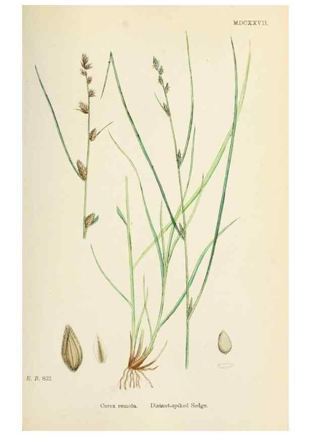 Reproducción/Reproduction 48750507661: English botany, or, Coloured figures of British plants /. London :R. Hardwicke,1863-1886.. 