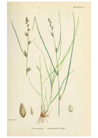 Reproducción/Reproduction 48750507661: English botany, or, Coloured figures of British plants /. London :R. Hardwicke,1863-1886.. 