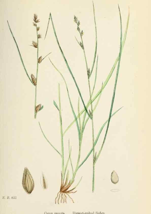 Reproducción/Reproduction 48750507661: English botany, or, Coloured figures of British plants /. London :R. Hardwicke,1863-1886.. 