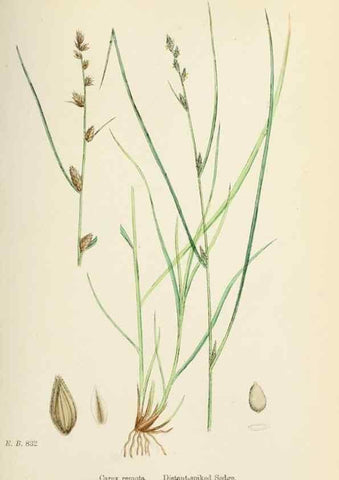 Reproducción/Reproduction 48750507661: English botany, or, Coloured figures of British plants /. London :R. Hardwicke,1863-1886.. 