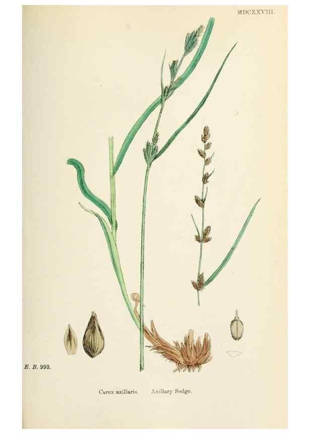 Reproducción/Reproduction 48750507986: English botany, or, Coloured figures of British plants /. London :R. Hardwicke,1863-1886.. 