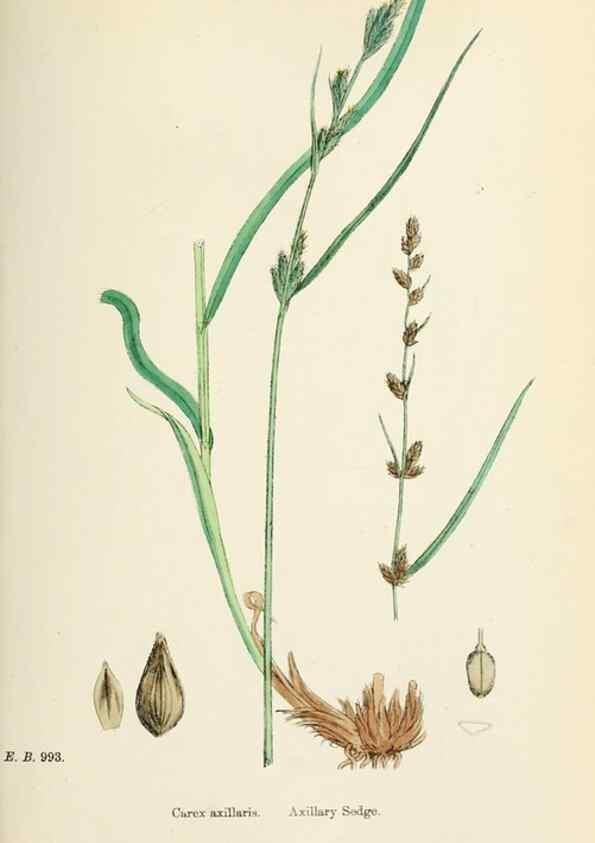 Reproducción/Reproduction 48750507986: English botany, or, Coloured figures of British plants /. London :R. Hardwicke,1863-1886.. 