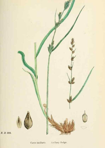 Reproducción/Reproduction 48750507986: English botany, or, Coloured figures of British plants /. London :R. Hardwicke,1863-1886.. 