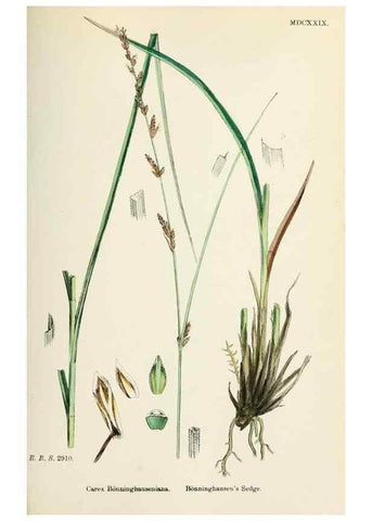 Reproducción/Reproduction 48750508336: English botany, or, Coloured figures of British plants /. London :R. Hardwicke,1863-1886.. 