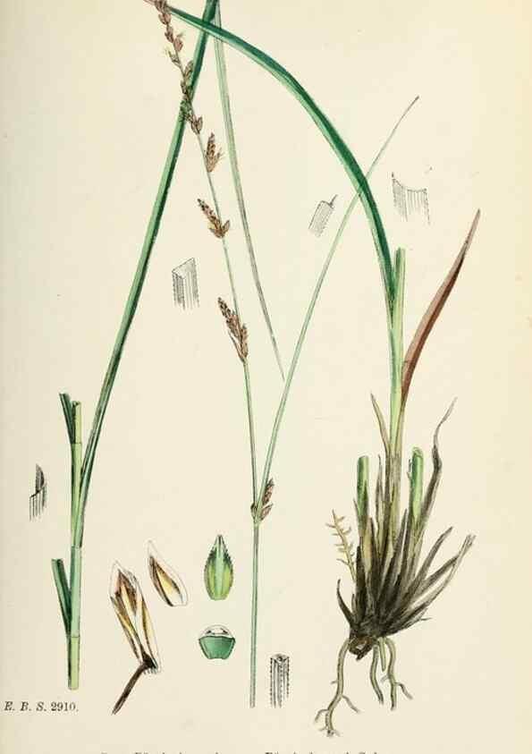Reproducción/Reproduction 48750508336: English botany, or, Coloured figures of British plants /. London :R. Hardwicke,1863-1886.. 