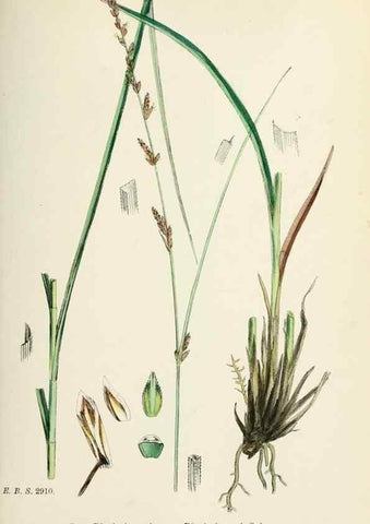 Reproducción/Reproduction 48750508336: English botany, or, Coloured figures of British plants /. London :R. Hardwicke,1863-1886.. 