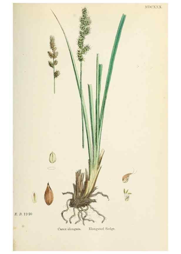 Reproducción/Reproduction 48750508681: English botany, or, Coloured figures of British plants /. London :R. Hardwicke,1863-1886.. 