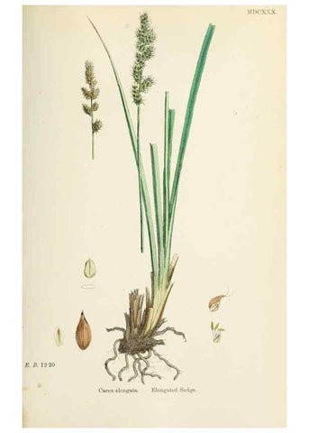 Reproducción/Reproduction 48750508681: English botany, or, Coloured figures of British plants /. London :R. Hardwicke,1863-1886.. 
