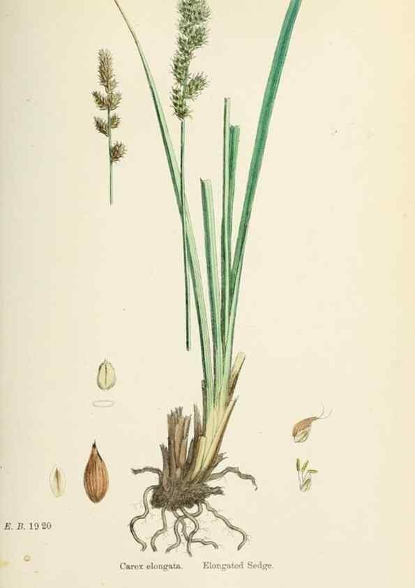 Reproducción/Reproduction 48750508681: English botany, or, Coloured figures of British plants /. London :R. Hardwicke,1863-1886.. 