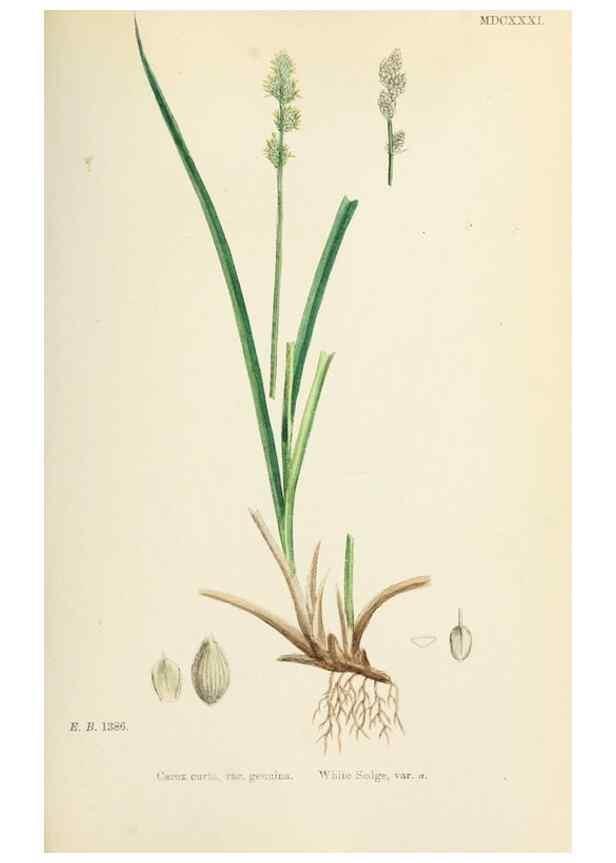Reproducción/Reproduction 48750696622: English botany, or, Coloured figures of British plants /. London :R. Hardwicke,1863-1886.. 