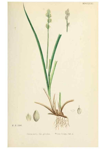 Reproducción/Reproduction 48750696622: English botany, or, Coloured figures of British plants /. London :R. Hardwicke,1863-1886.. 