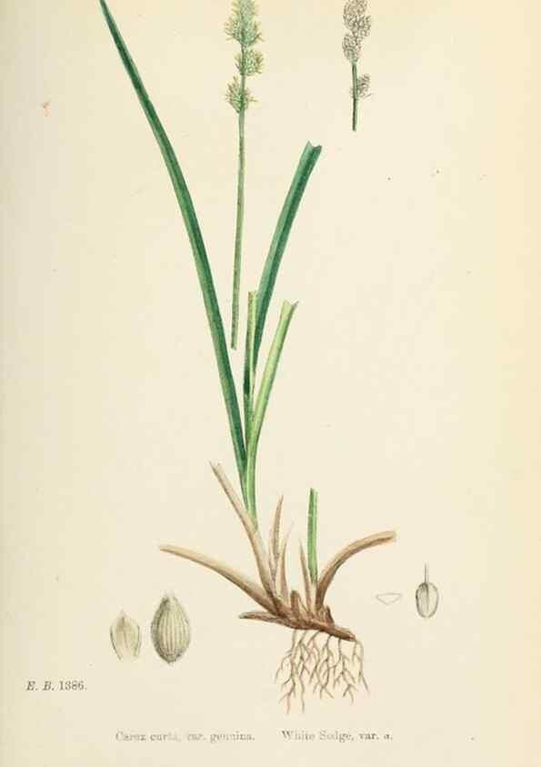 Reproducción/Reproduction 48750696622: English botany, or, Coloured figures of British plants /. London :R. Hardwicke,1863-1886.. 