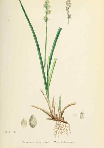 Reproducción/Reproduction 48750696622: English botany, or, Coloured figures of British plants /. London :R. Hardwicke,1863-1886.. 