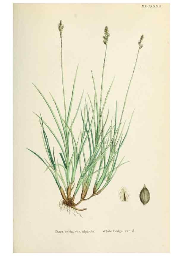 Reproducción/Reproduction 48750696932: English botany, or, Coloured figures of British plants /. London :R. Hardwicke,1863-1886.. 