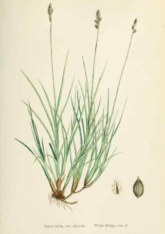 Reproducción/Reproduction 48750696932: English botany, or, Coloured figures of British plants /. London :R. Hardwicke,1863-1886.. 