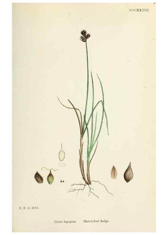 Reproducción/Reproduction 48750181893: English botany, or, Coloured figures of British plants /. London :R. Hardwicke,1863-1886.. 