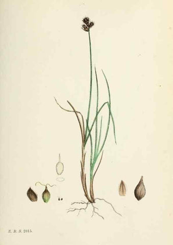 Reproducción/Reproduction 48750181893: English botany, or, Coloured figures of British plants /. London :R. Hardwicke,1863-1886.. 