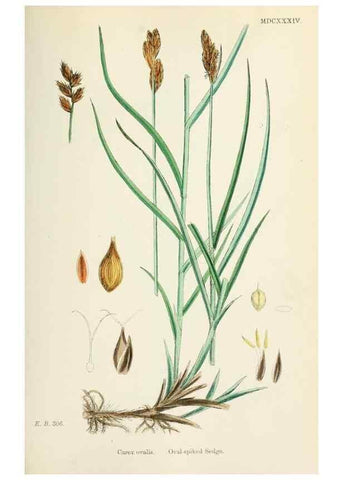 Reproducción/Reproduction 48750697597: English botany, or, Coloured figures of British plants /. London :R. Hardwicke,1863-1886.. 