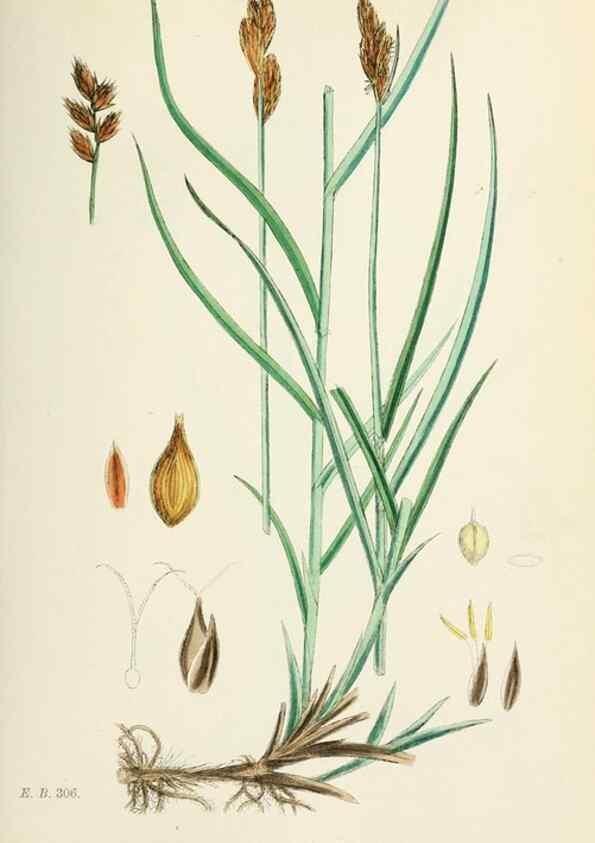 Reproducción/Reproduction 48750697597: English botany, or, Coloured figures of British plants /. London :R. Hardwicke,1863-1886.. 
