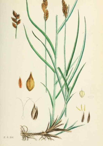 Reproducción/Reproduction 48750697597: English botany, or, Coloured figures of British plants /. London :R. Hardwicke,1863-1886.. 