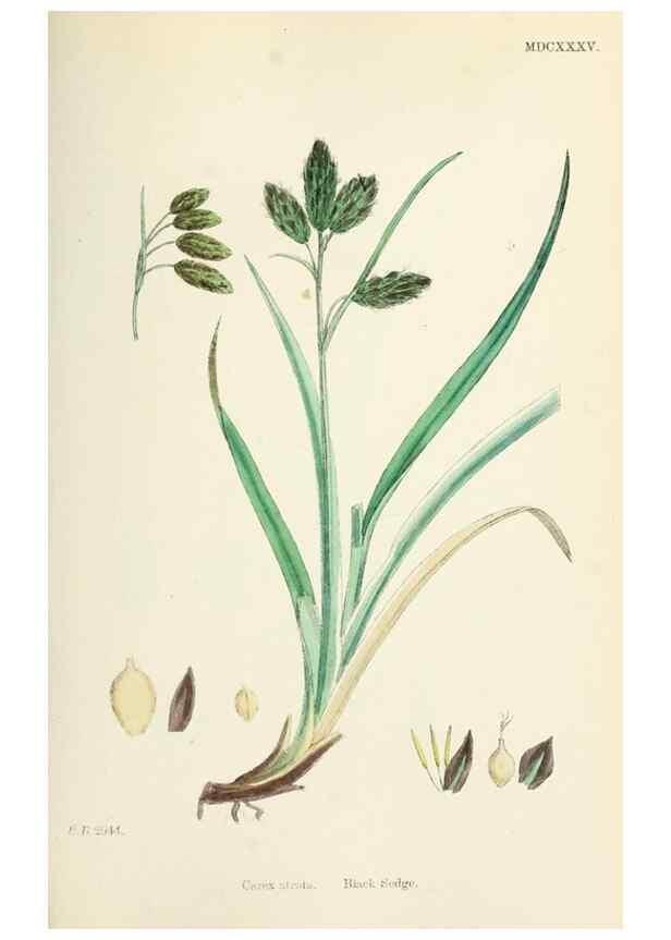 Reproducción/Reproduction 48750510071: English botany, or, Coloured figures of British plants /. London :R. Hardwicke,1863-1886.. 