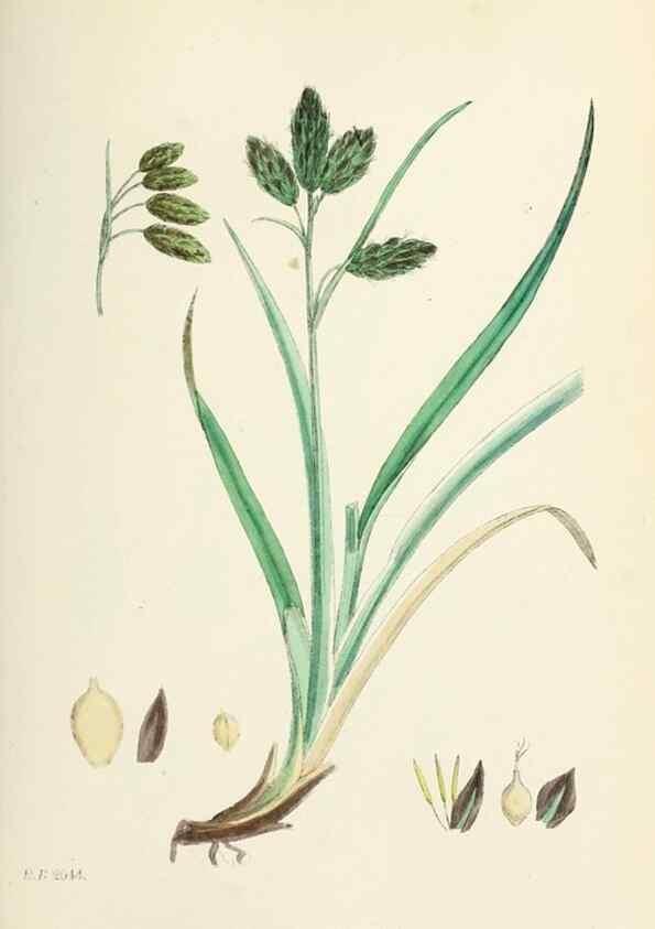 Reproducción/Reproduction 48750510071: English botany, or, Coloured figures of British plants /. London :R. Hardwicke,1863-1886.. 