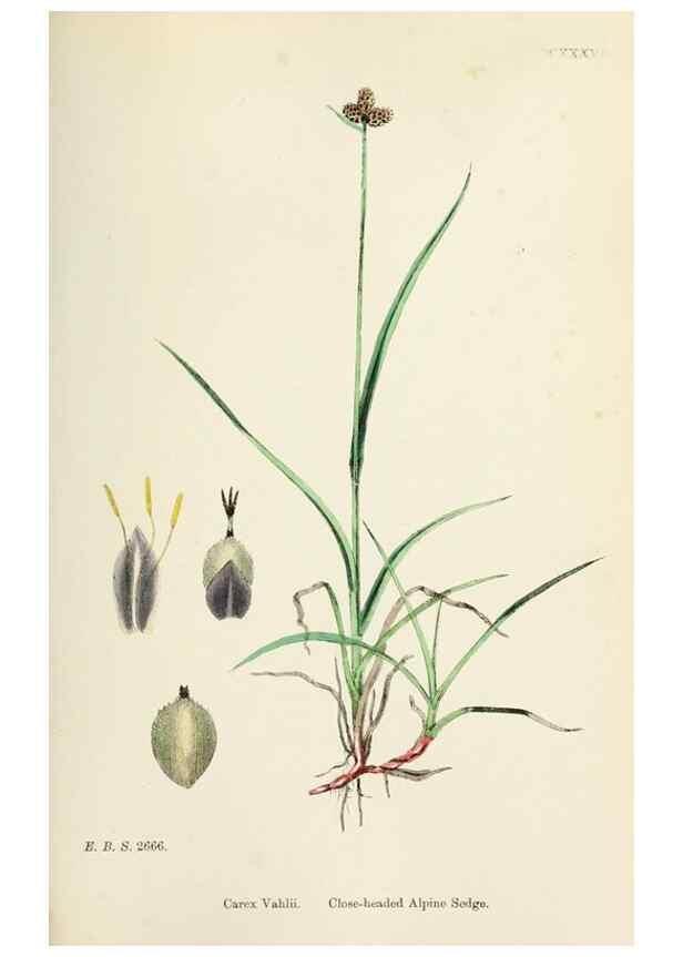 Reproducción/Reproduction 48750182853: English botany, or, Coloured figures of British plants /. London :R. Hardwicke,1863-1886.. 