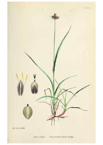 Reproducción/Reproduction 48750182853: English botany, or, Coloured figures of British plants /. London :R. Hardwicke,1863-1886.. 