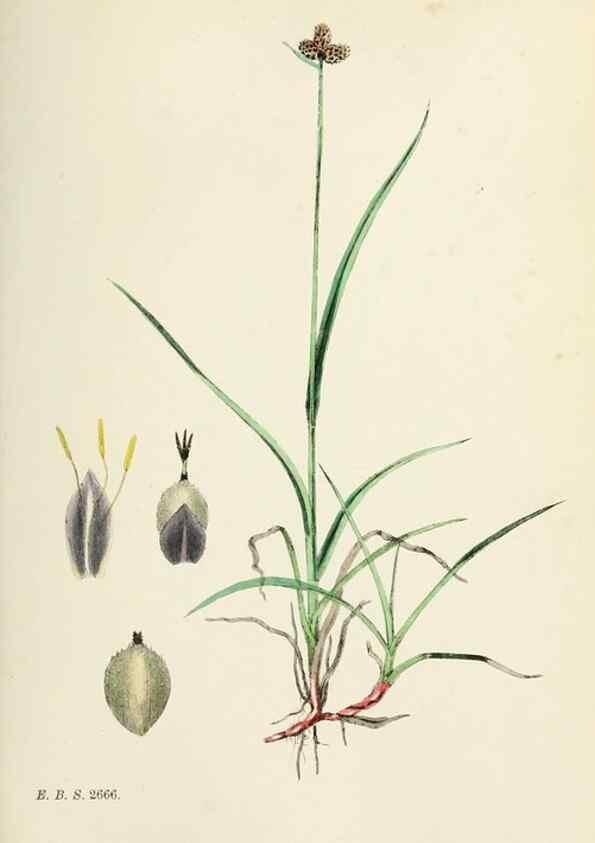 Reproducción/Reproduction 48750182853: English botany, or, Coloured figures of British plants /. London :R. Hardwicke,1863-1886.. 