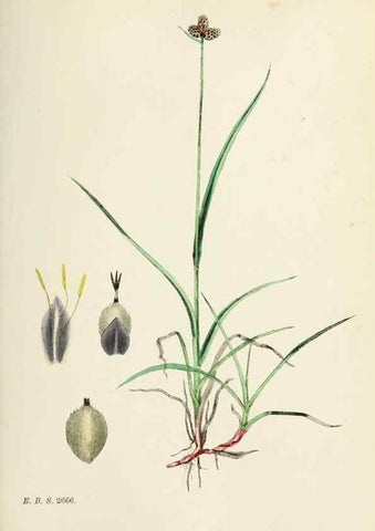 Reproducción/Reproduction 48750182853: English botany, or, Coloured figures of British plants /. London :R. Hardwicke,1863-1886.. 