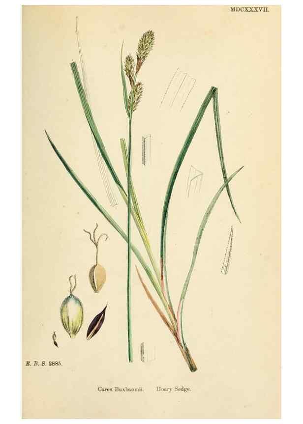 Reproducción/Reproduction 48750510731: English botany, or, Coloured figures of British plants /. London :R. Hardwicke,1863-1886.. 