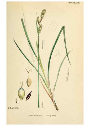 Reproducción/Reproduction 48750510731: English botany, or, Coloured figures of British plants /. London :R. Hardwicke,1863-1886.. 