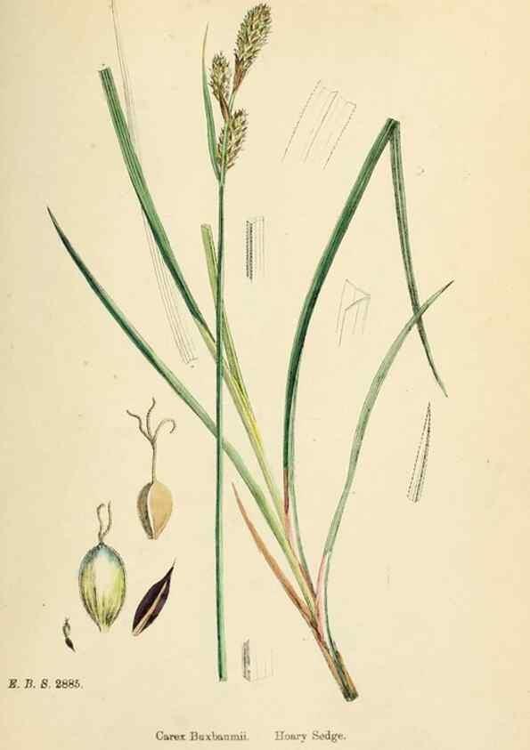 Reproducción/Reproduction 48750510731: English botany, or, Coloured figures of British plants /. London :R. Hardwicke,1863-1886.. 
