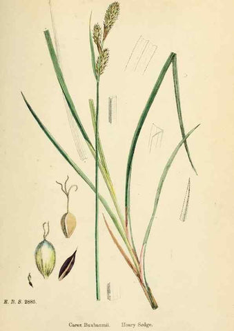Reproducción/Reproduction 48750510731: English botany, or, Coloured figures of British plants /. London :R. Hardwicke,1863-1886.. 