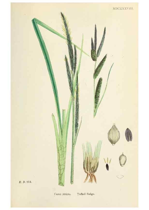 Reproducción/Reproduction 48750511066: English botany, or, Coloured figures of British plants /. London :R. Hardwicke,1863-1886.. 