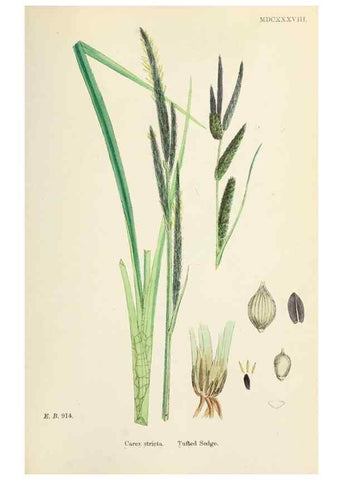 Reproducción/Reproduction 48750511066: English botany, or, Coloured figures of British plants /. London :R. Hardwicke,1863-1886.. 