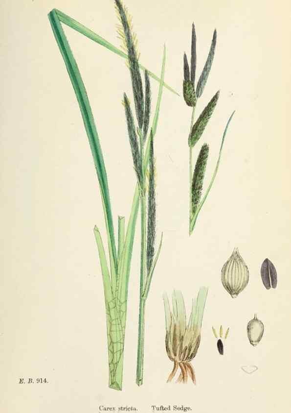 Reproducción/Reproduction 48750511066: English botany, or, Coloured figures of British plants /. London :R. Hardwicke,1863-1886.. 