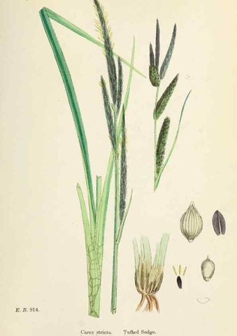 Reproducción/Reproduction 48750511066: English botany, or, Coloured figures of British plants /. London :R. Hardwicke,1863-1886.. 