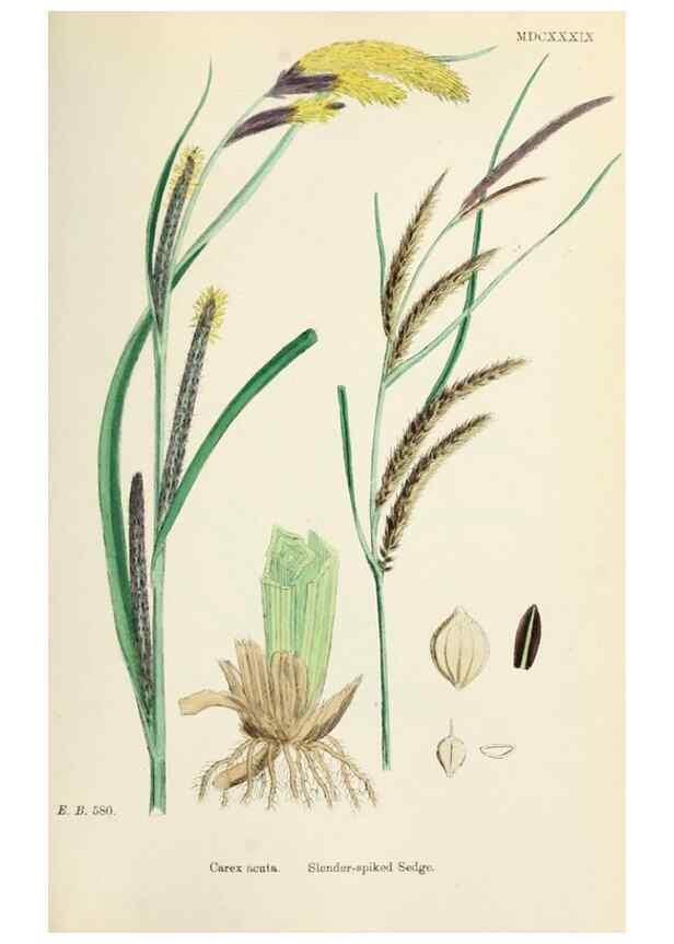 Reproducción/Reproduction 48750511406: English botany, or, Coloured figures of British plants /. London :R. Hardwicke,1863-1886.. 