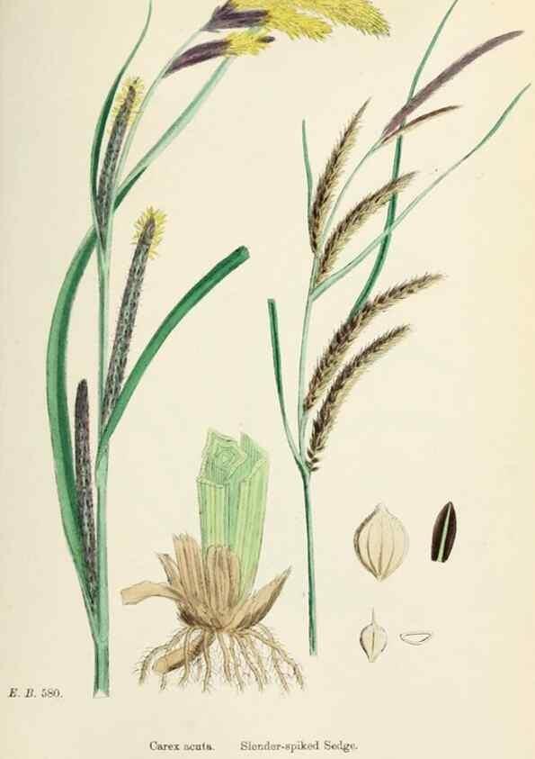 Reproducción/Reproduction 48750511406: English botany, or, Coloured figures of British plants /. London :R. Hardwicke,1863-1886.. 