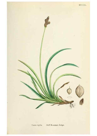 Reproducción/Reproduction 48750511756: English botany, or, Coloured figures of British plants /. London :R. Hardwicke,1863-1886.. 