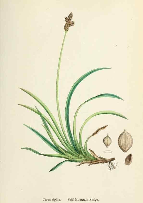 Reproducción/Reproduction 48750511756: English botany, or, Coloured figures of British plants /. London :R. Hardwicke,1863-1886.. 