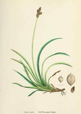 Reproducción/Reproduction 48750511756: English botany, or, Coloured figures of British plants /. London :R. Hardwicke,1863-1886.. 