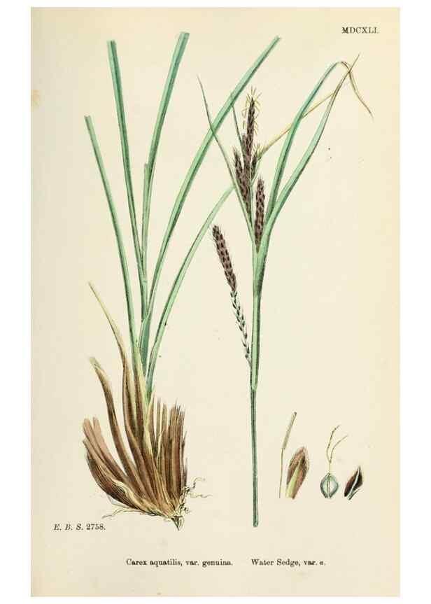Reproducción/Reproduction 48750184543: English botany, or, Coloured figures of British plants /. London :R. Hardwicke,1863-1886.. 