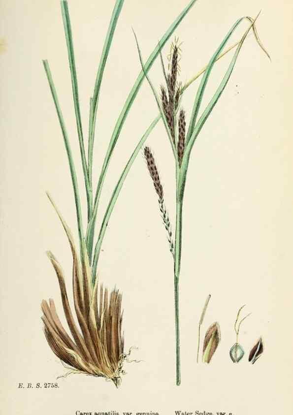 Reproducción/Reproduction 48750184543: English botany, or, Coloured figures of British plants /. London :R. Hardwicke,1863-1886.. 