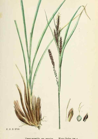 Reproducción/Reproduction 48750184543: English botany, or, Coloured figures of British plants /. London :R. Hardwicke,1863-1886.. 