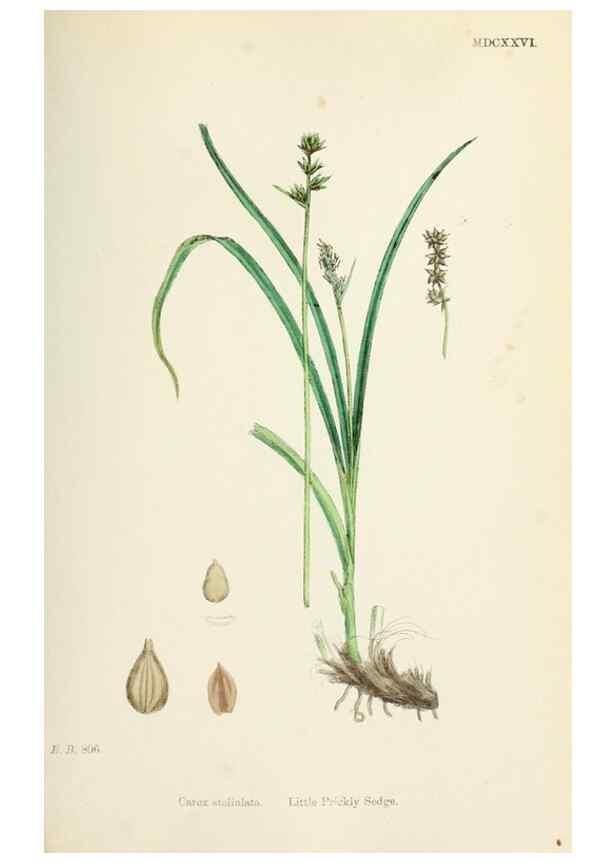 Reproducción/Reproduction 48750507266: English botany, or, Coloured figures of British plants /. London :R. Hardwicke,1863-1886.. 