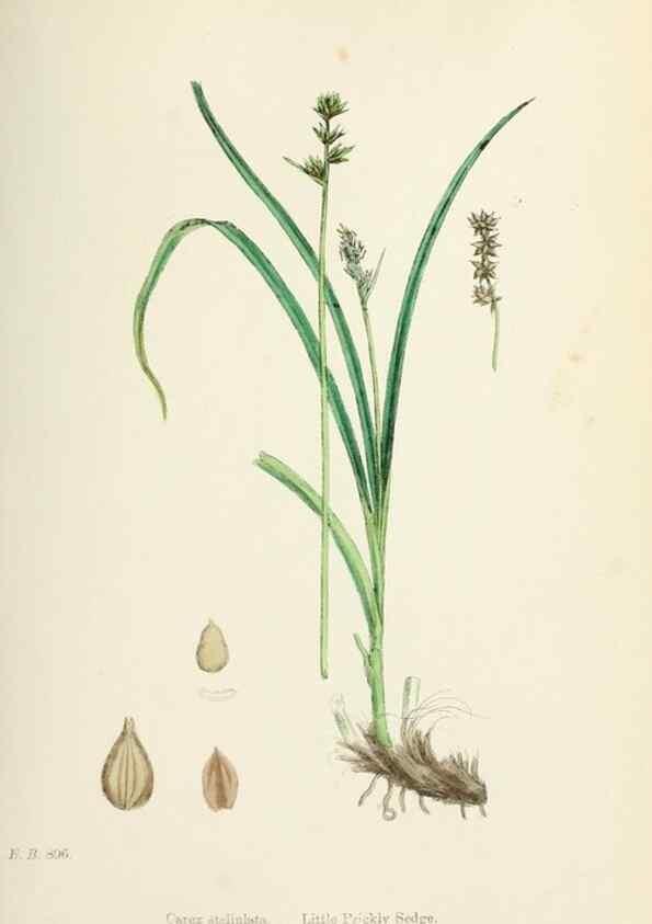 Reproducción/Reproduction 48750507266: English botany, or, Coloured figures of British plants /. London :R. Hardwicke,1863-1886.. 