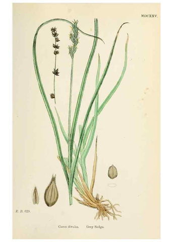 Reproducción/Reproduction 48750694592: English botany, or, Coloured figures of British plants /. London :R. Hardwicke,1863-1886.. 