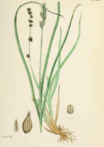 Reproducción/Reproduction 48750694592: English botany, or, Coloured figures of British plants /. London :R. Hardwicke,1863-1886.. 